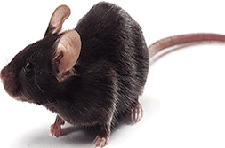 【现货阿尔兹海默症AD小鼠双转基因APP/PS1小鼠价格低】