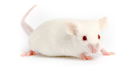 北京实验动物大鼠小鼠实验动物寄养实验动物代养饲养保种
